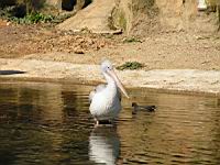 Pelican, Pelecanus onocrotalus, P. rufescens (ord Pelecaniformes) (fam Pelecanides) (Photo F. Mrugala) (06)